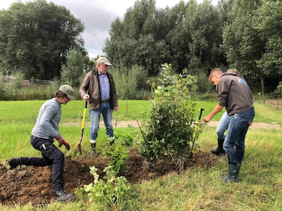 Op zoek naar groen? Hier haal je binnenkort gratis bomen en struiken