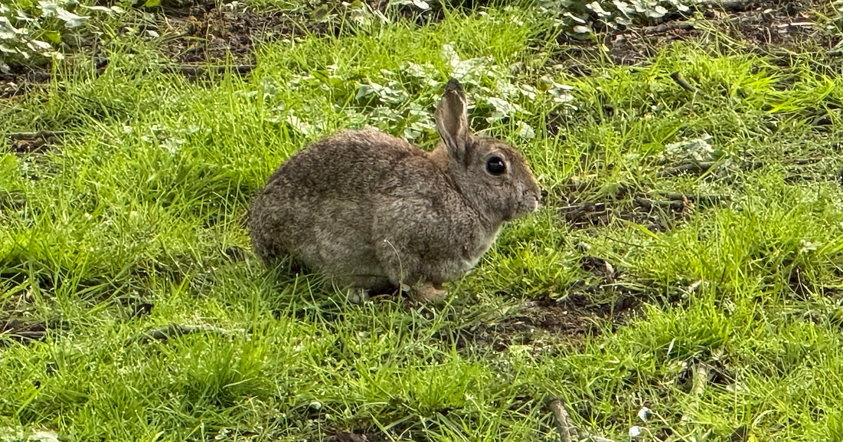 Recreatieschap Alkmaarder- en Uitgeestermeer waarschuwt voor dodelijke konijnziekte