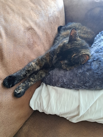 Heb jij Kira, Ukkie of Koos gezien? Deze vijf huisdieren worden in Den Bosch vermist