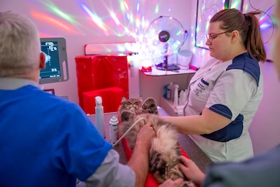 Dierenarts zet discolamp aan tijdens onderzoek, en dat blijkt een bijzonder effect te hebben op katt