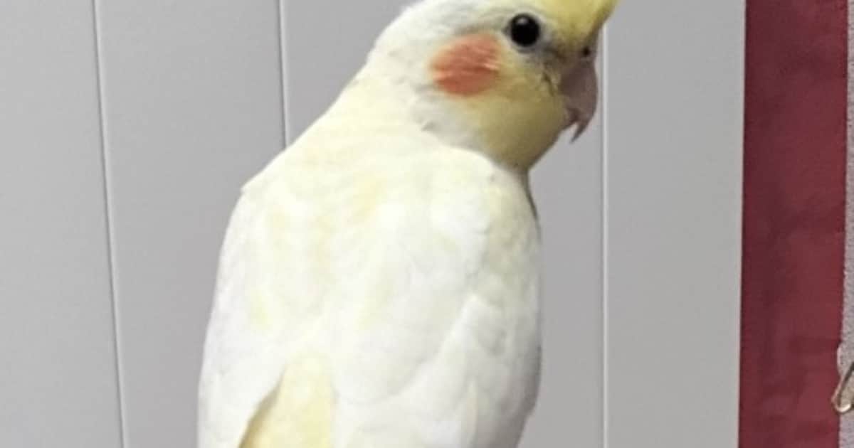 Heb jij Kiki gezien? Dit huisdier wordt in Brunssum vermist