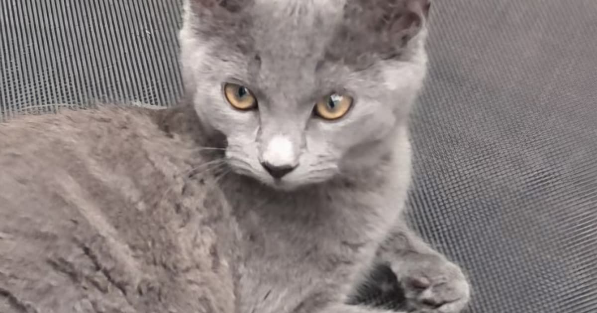 Heb jij Vivé, Jopie of Moos gezien? Deze drie huisdieren worden in Bergen vermist