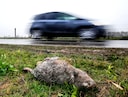 En dat is tien, boswachter vindt weer een dode bever langs de ...