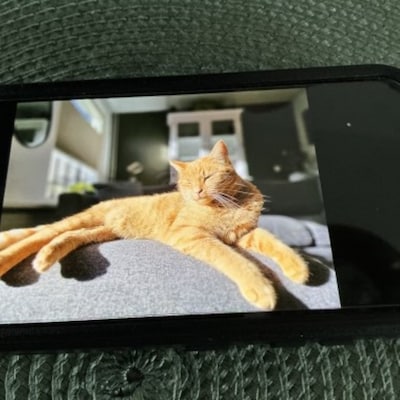 Heb jij Victor, Lola of Jill gezien? Deze drie huisdieren worden in Zoetermeer vermist