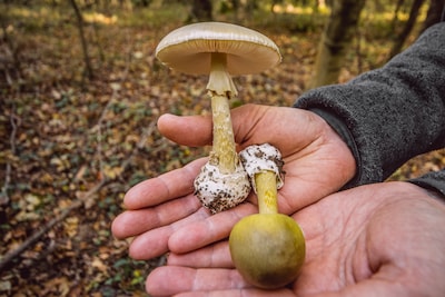 Een dode, meerdere opnames en een levertransplantatie: giftige knolamaniet jaagt artsen schrik aan