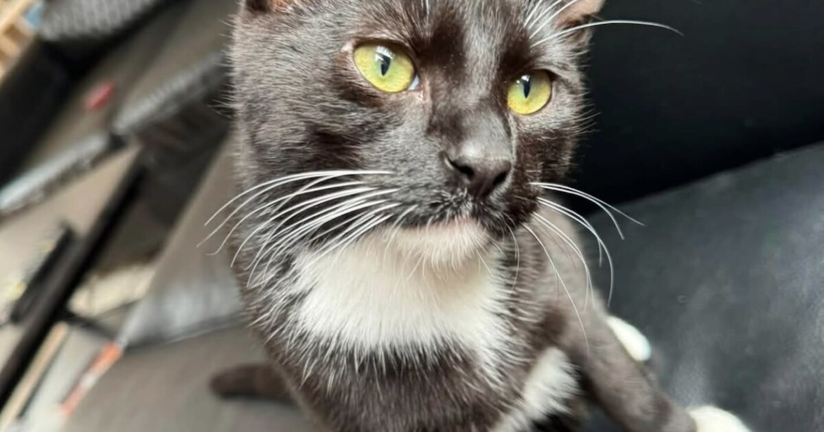 Heb jij Tupac gezien? Dit huisdier wordt in Heumen vermist