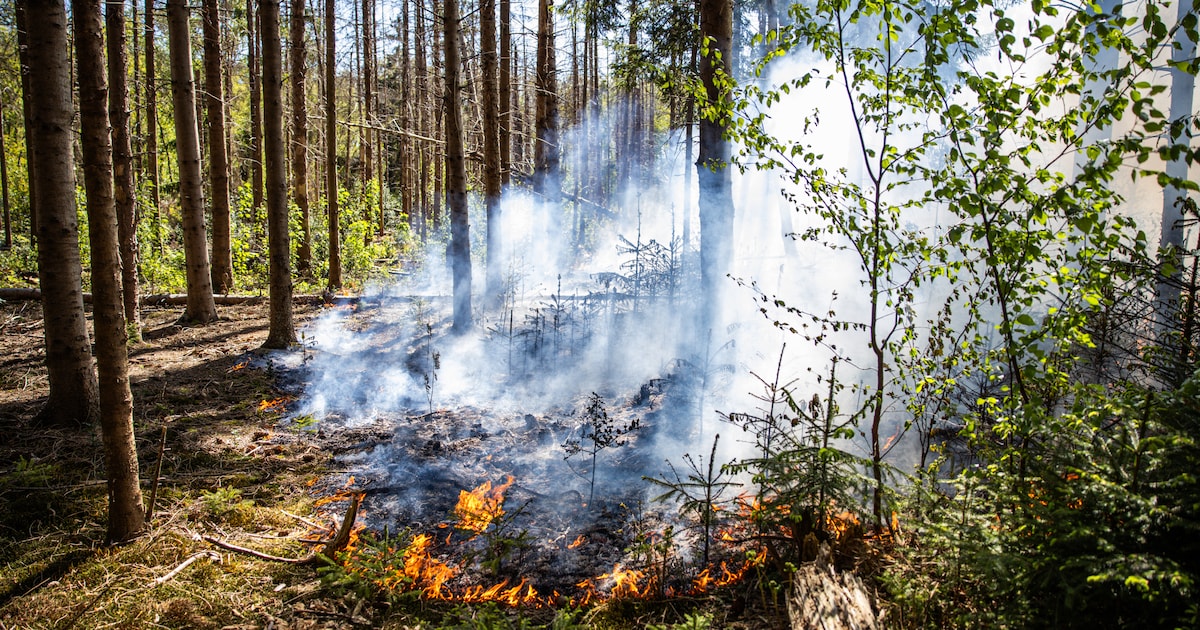 Flinke brand in stuk bos naast A6 bij Ouwsterhaule