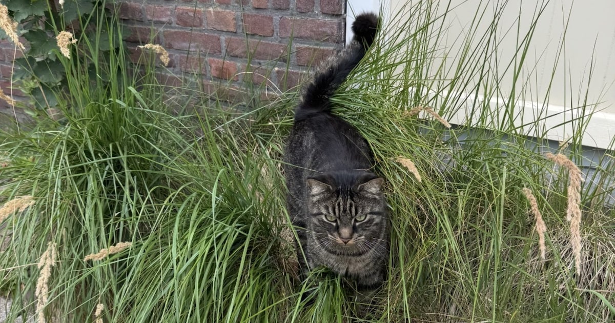 Heb jij Jopie gezien? Dit huisdier wordt in Hillegom vermist