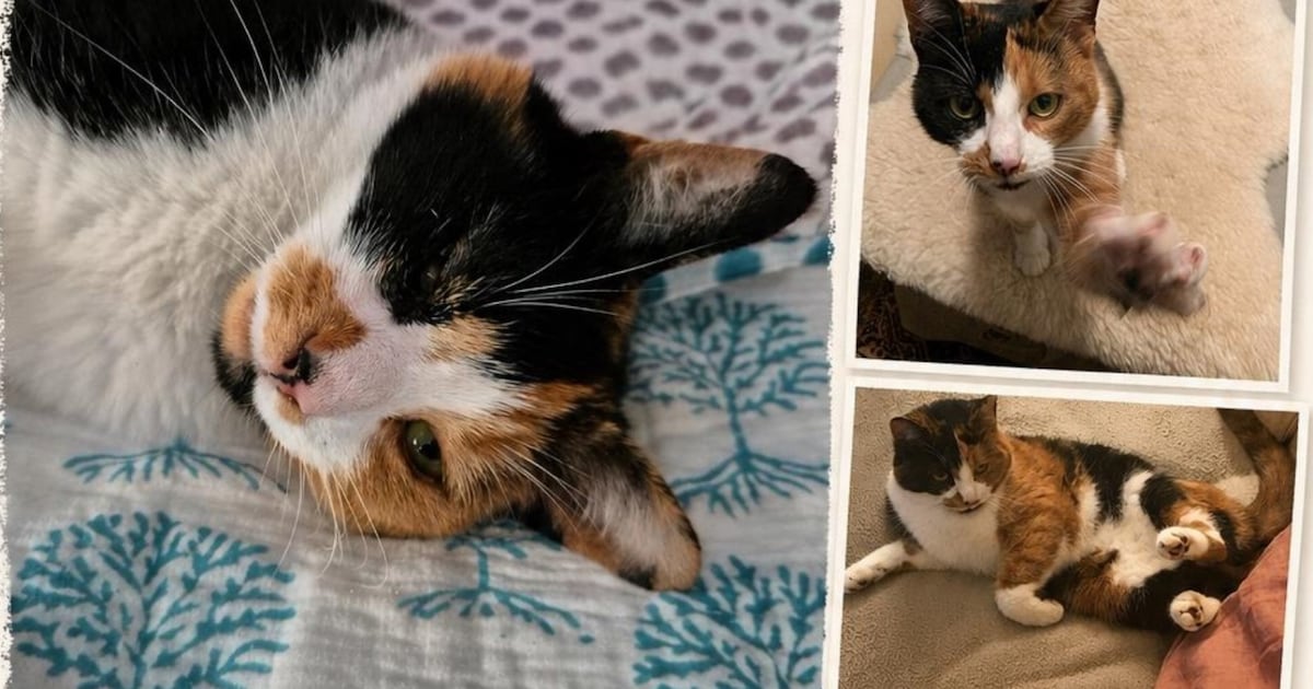 Heb jij Marie gezien? Dit huisdier wordt in Wijk bij Duurstede vermist