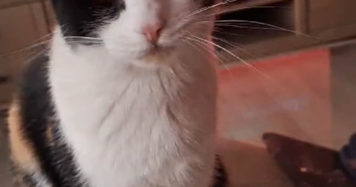 Heb jij Felix, Cupcake of Loekie gezien? Deze zes huisdieren worden in Dordrecht vermist