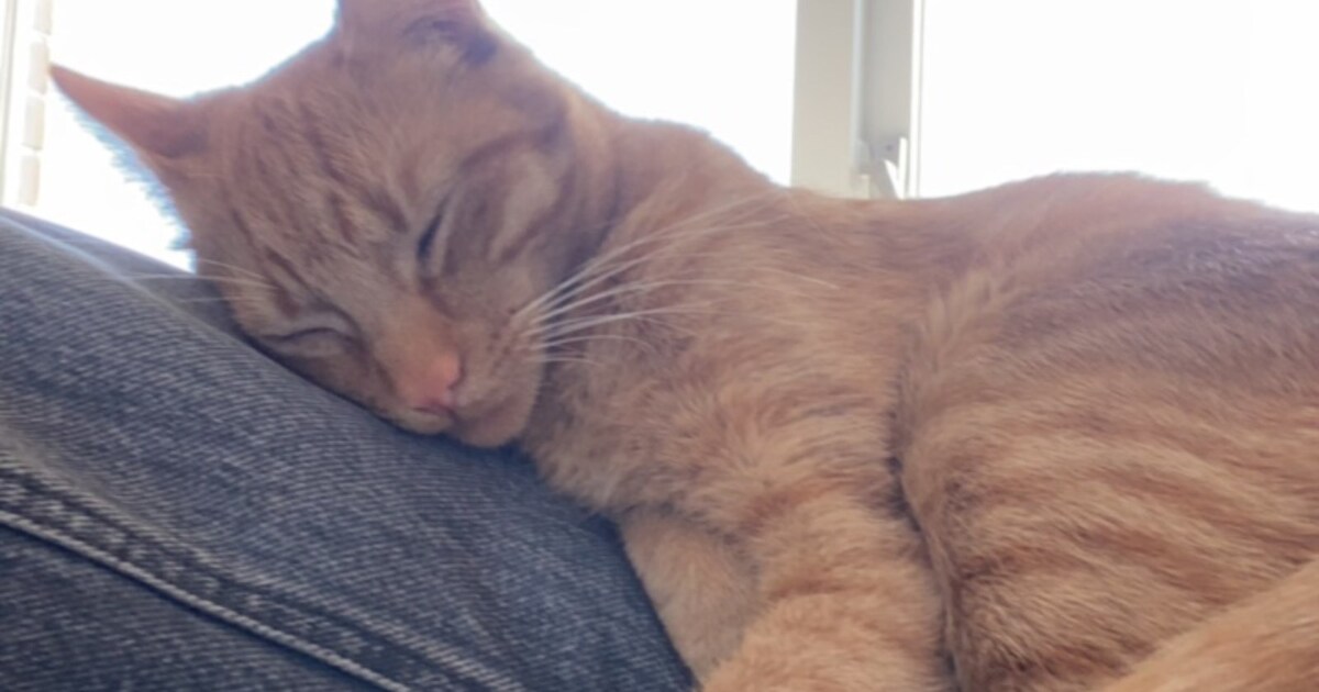 Heb jij Kees, Sunny of Levi gezien? Deze vier huisdieren worden in Voorschoten vermist