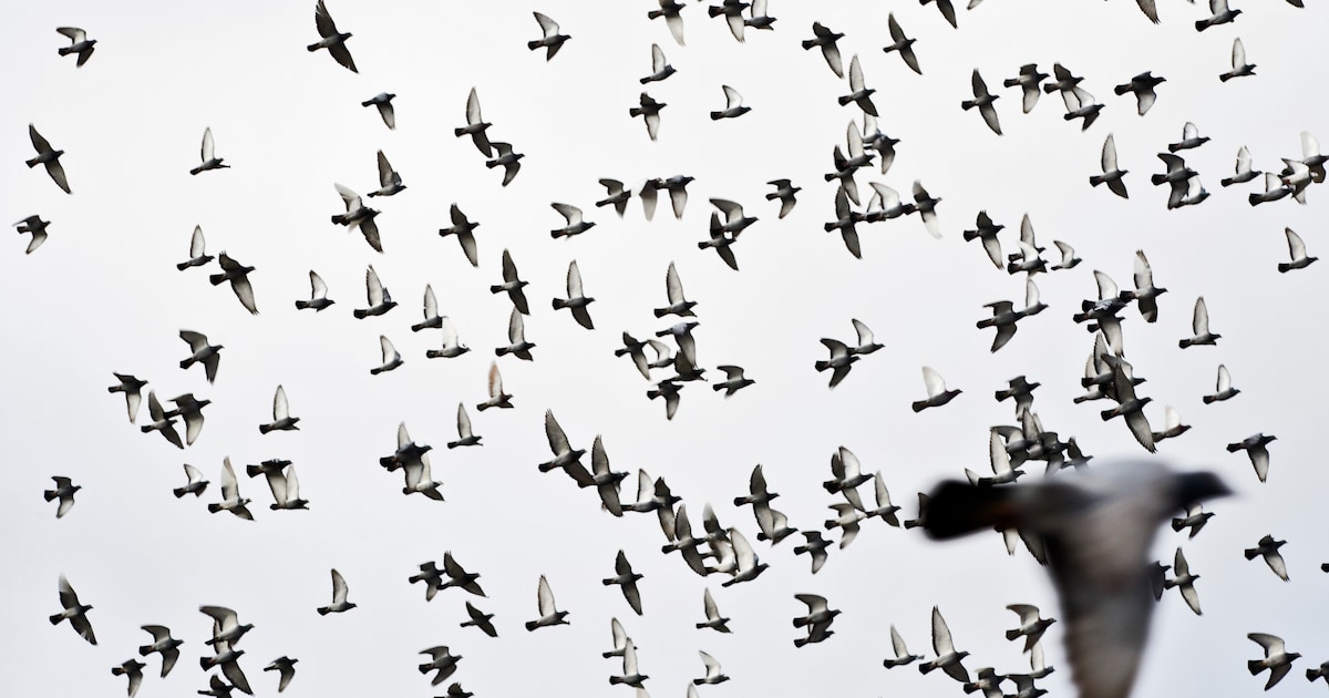Excursies op Texel: vogeltrek en schemerwandeling zaterdag