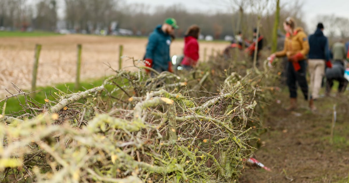 Plantdag Maasheggen op 13 december bij Kasteel Heijen