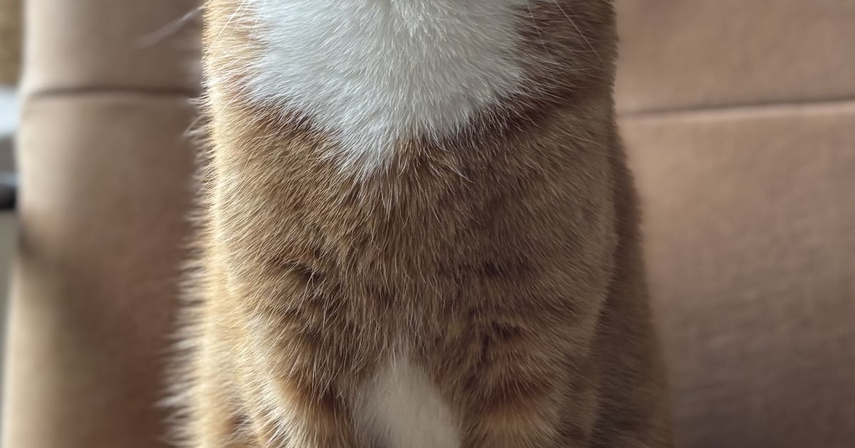 Heb jij Mick of Ginger gezien? Deze twee huisdieren worden in Woerden vermist