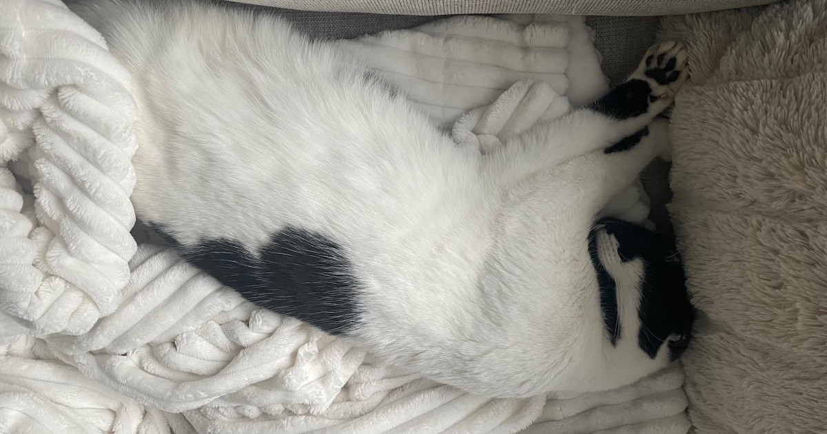 Heb jij Garfield of Lizzy gezien? Deze twee huisdieren worden in Gorinchem vermist