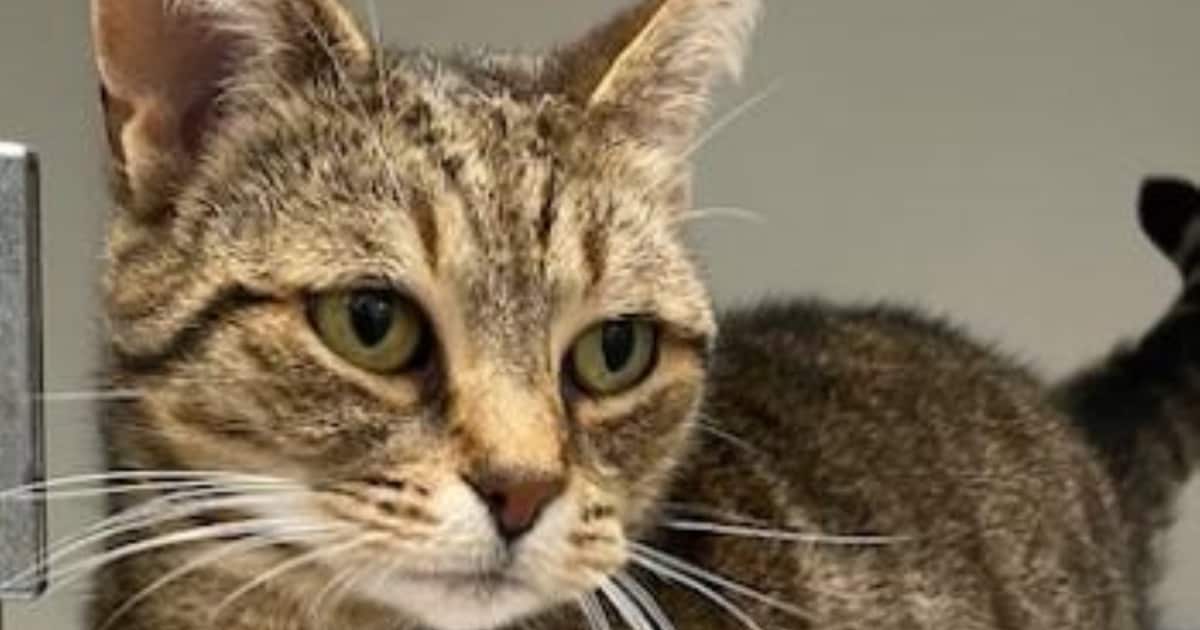 Heb jij Poppy, Kevin of Appelsap gezien? Deze vijf huisdieren worden in Meppel vermist