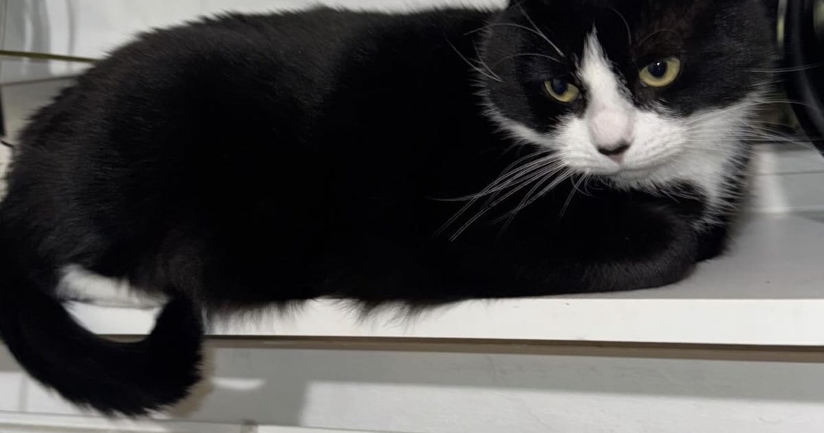 Heb jij Bella gezien? Dit huisdier wordt in Voerendaal vermist