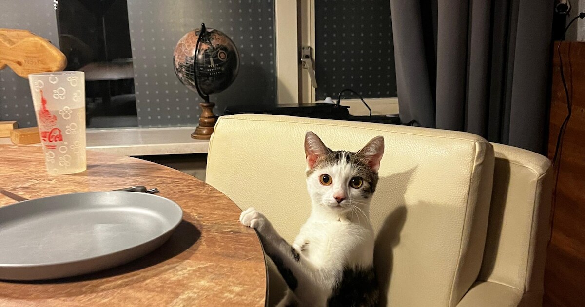 Heb jij Saar gezien? Dit huisdier wordt in Schagen vermist