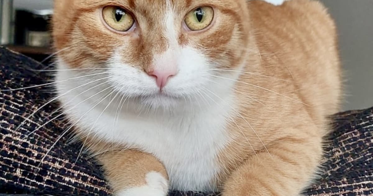 Heb jij Bowie, Sammie of Lana gezien? Deze drie huisdieren worden in Rucphen vermist
