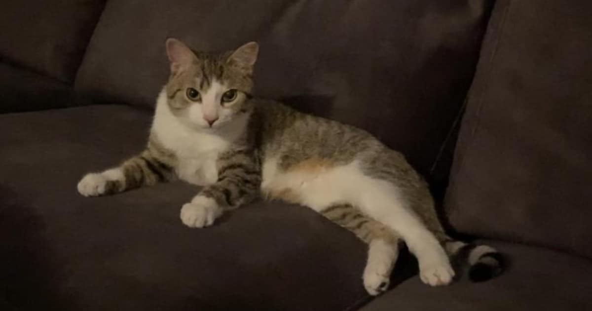 Heb jij Skye of Tjej gezien? Deze twee huisdieren worden in Cranendonck vermist