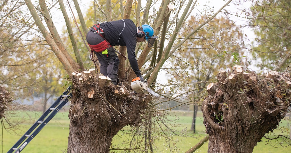 Knotploeg Soest wint Harry Witte Prijs: ‘Belangrijk voor vogels, insecten en vleermuizen’