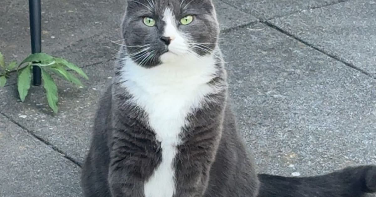 Heb jij Pip gezien? Dit huisdier wordt in Enkhuizen vermist