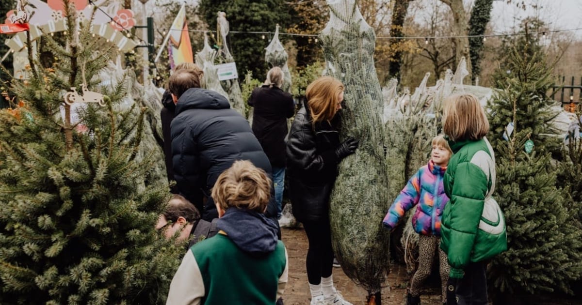 Oh dennenboom! Hier in Utrecht kun je al een herbruikbare kerstboom bestellen