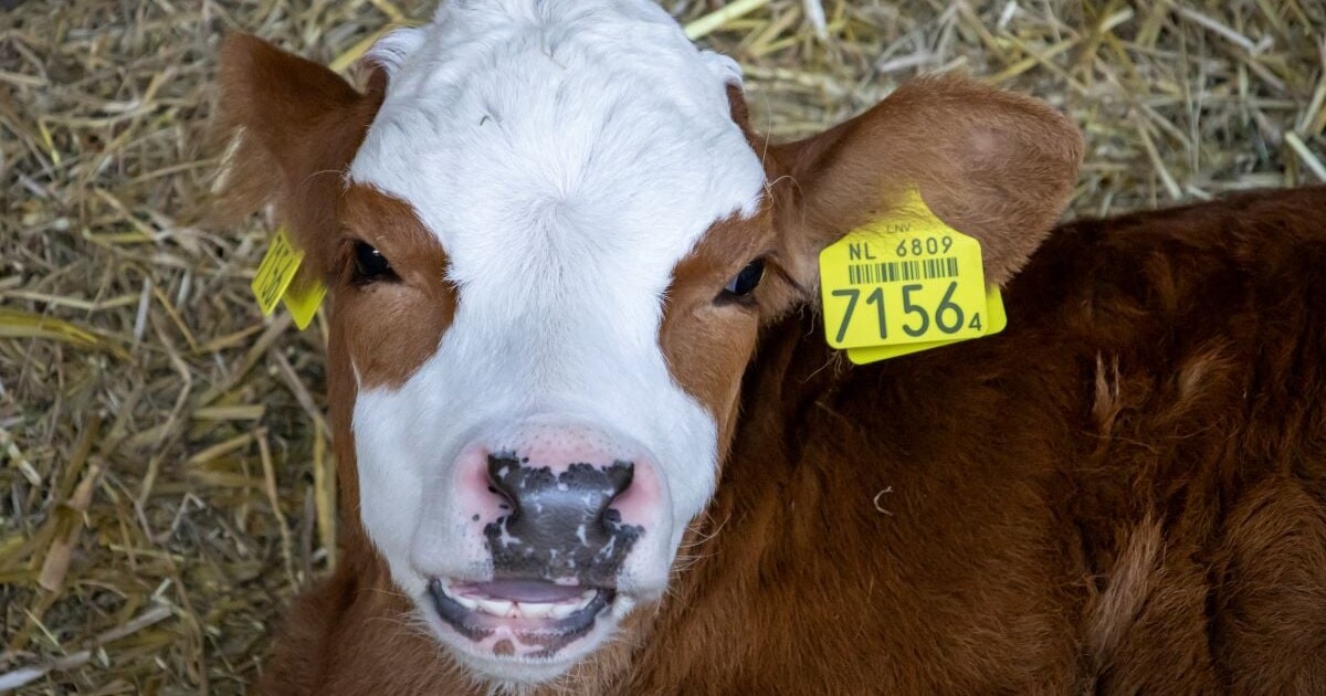 Boerderijdeuren geopend in Warmond tijdens Buurten bij de Boer