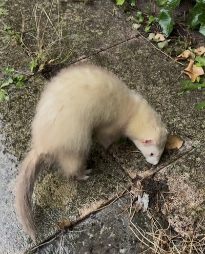 heb-jij-oscar-sok-of-tommy-gezien-deze-vier-huisdieren-worden-in-dordrecht-vermist