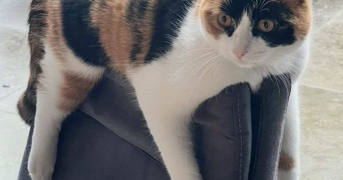 Heb jij Izzy gezien? Dit huisdier wordt in Meerssen vermist