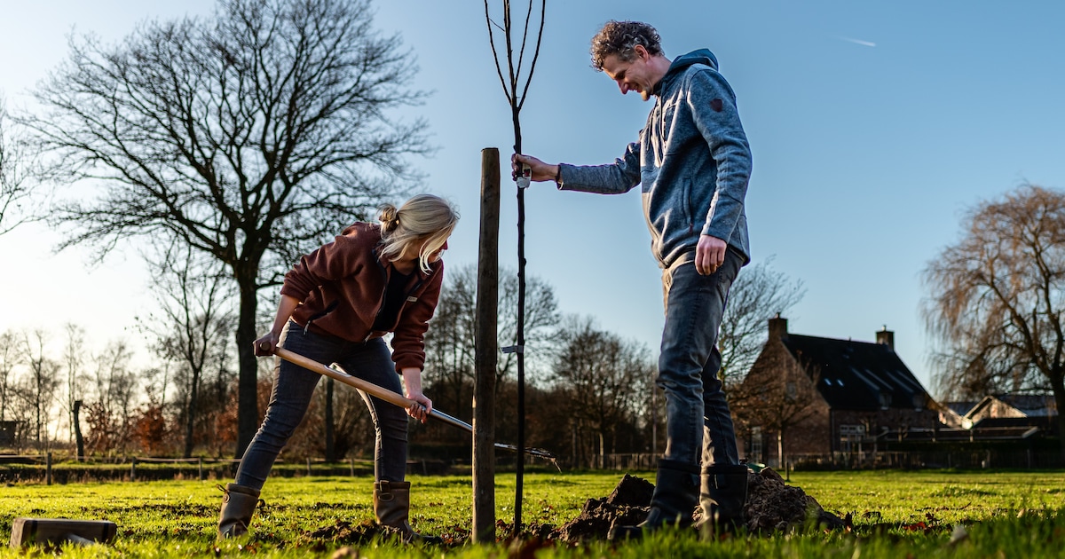 Project helpt inwoners van Nettelhorst en Kulsdom bij vergroenen van hun erf