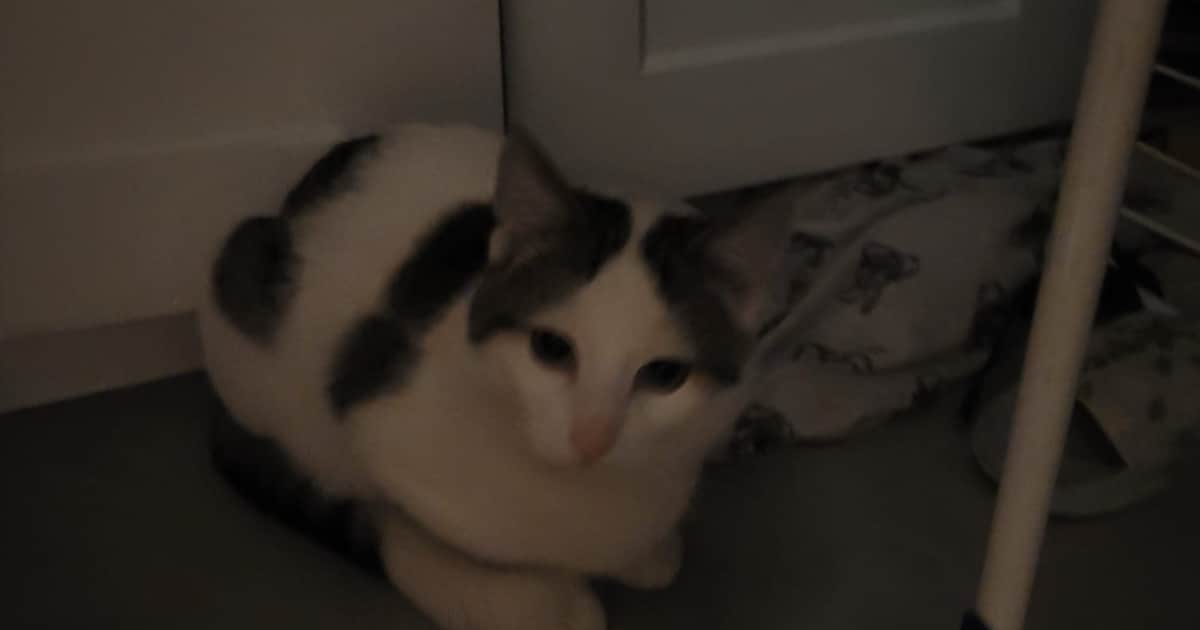 Heb jij Toulouse gezien? Dit huisdier wordt in Wageningen vermist