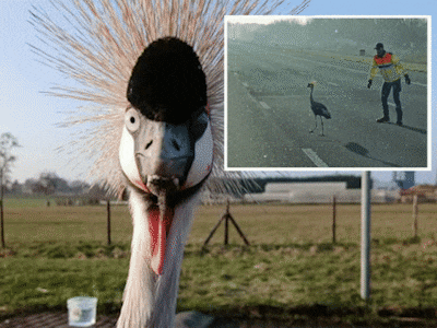 Na kraanvogel-drama op A2: vogel die urenlang boven overleden partner cirkelde is gevangen