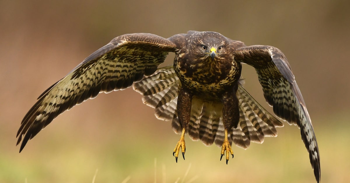 Agressieve buizerd valt mensen in de rug aan in Sint-Michielsgestel: gemeente geeft opvallend advies