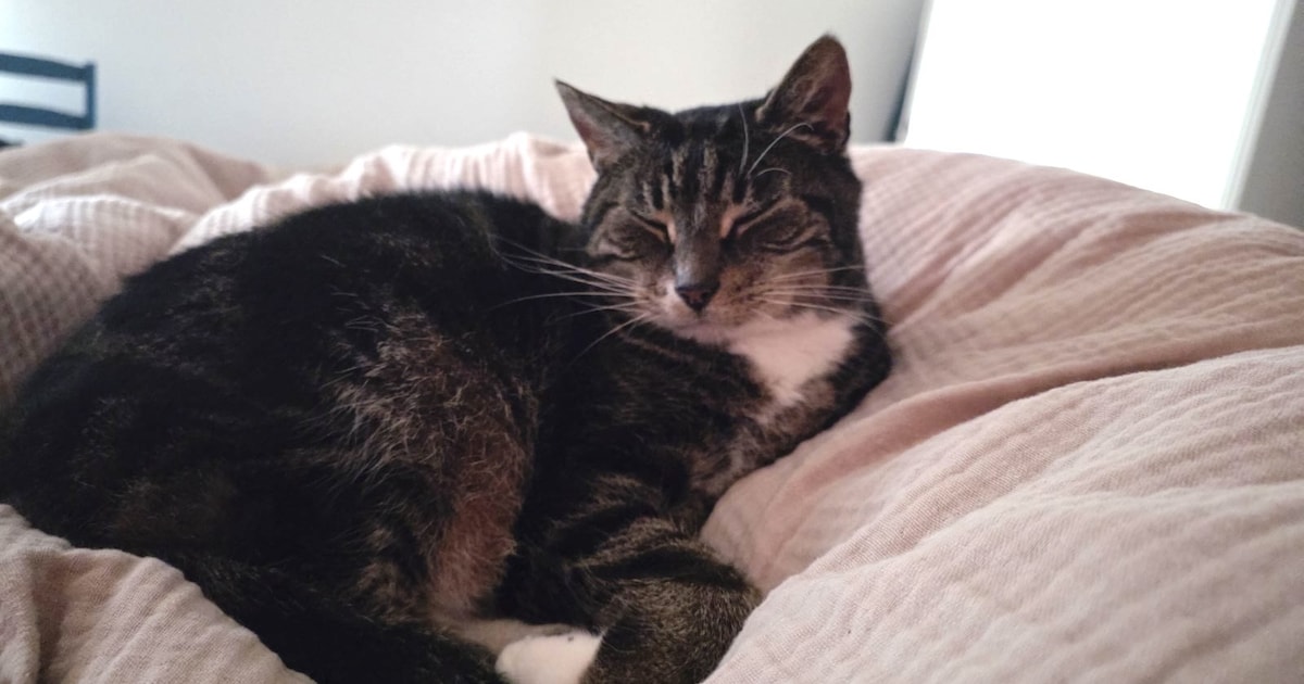 Heb jij Manne of Mr.Bean gezien? Deze twee huisdieren worden in Sittard-Geleen vermist