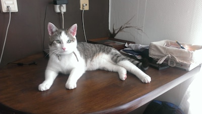 Laurine’s telefoon rinkelt en even later gelooft ze haar oren niet: Willem is terug, na al die jaren