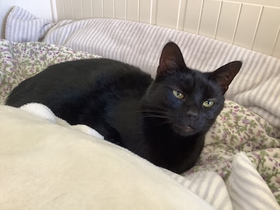 Heb jij Truuske of Noxy gezien? Deze twee huisdieren worden in Oss vermist