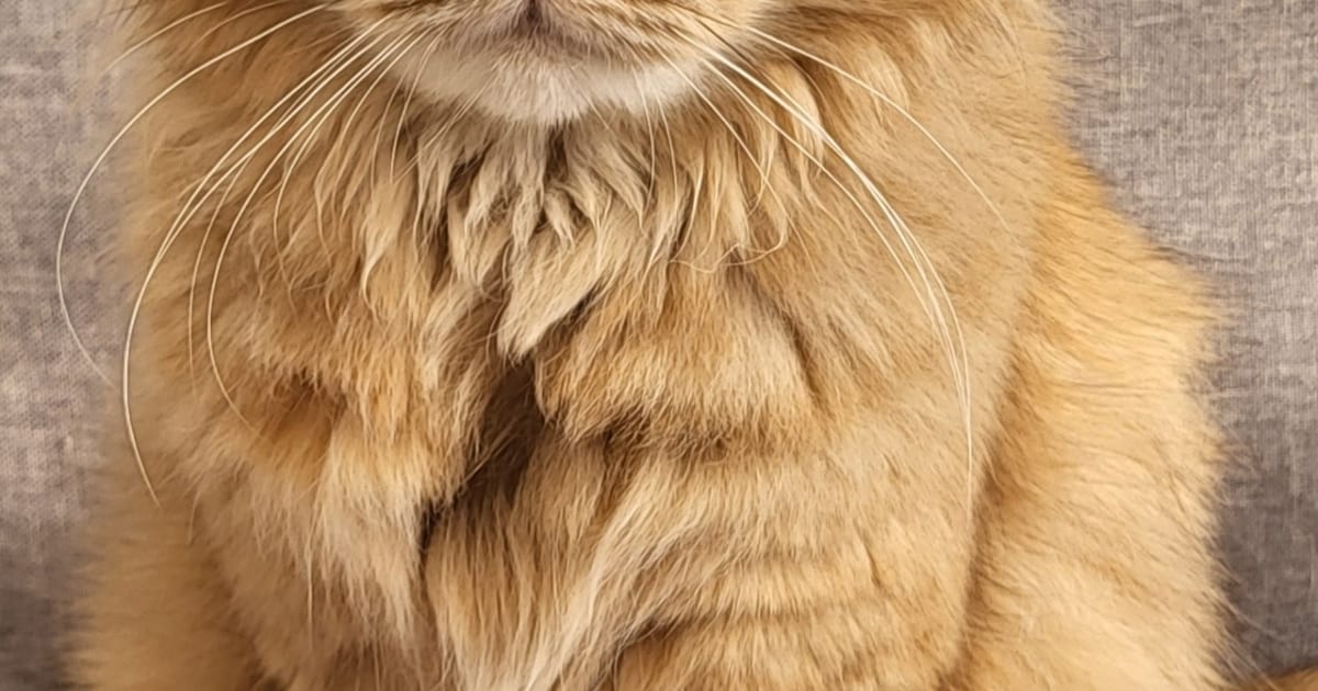 Heb jij Snoes, Sofia of Whisky gezien? Deze drie huisdieren worden in Alkmaar vermist