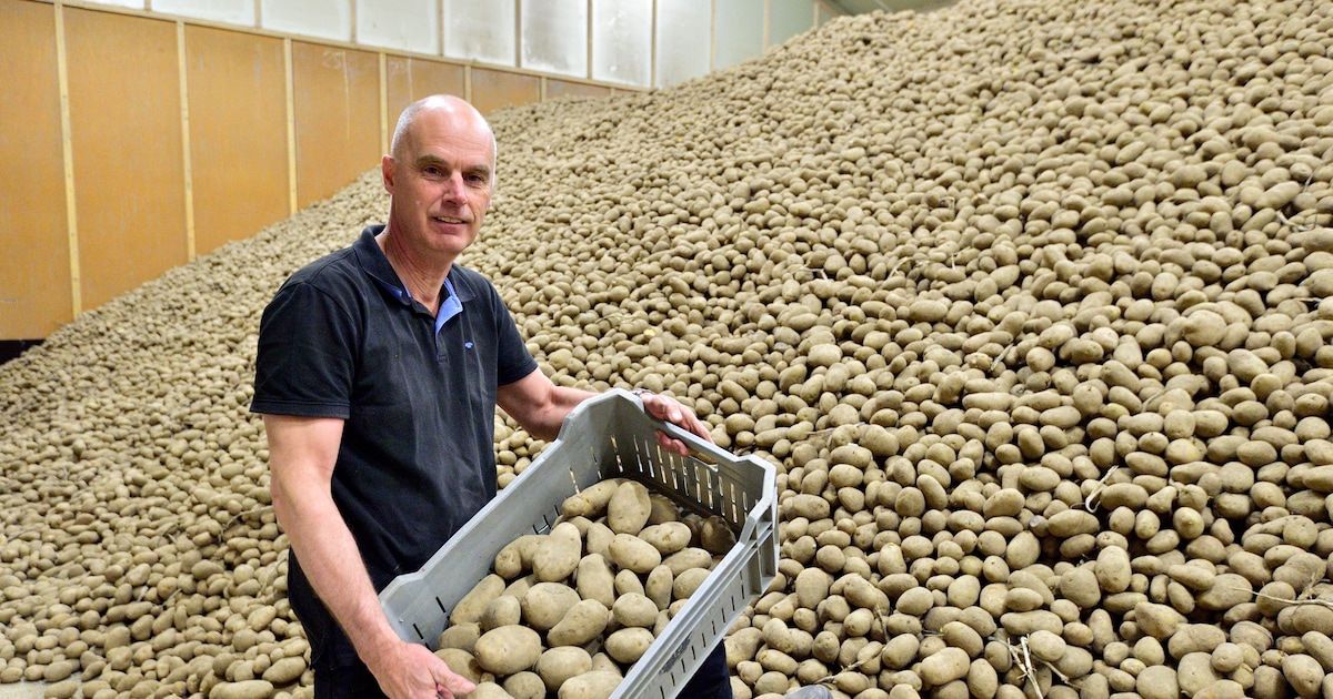 Boer Hendrik Jan kan 500.000 kilo aardappelen nergens kwijt: ‘De markt is kapot’