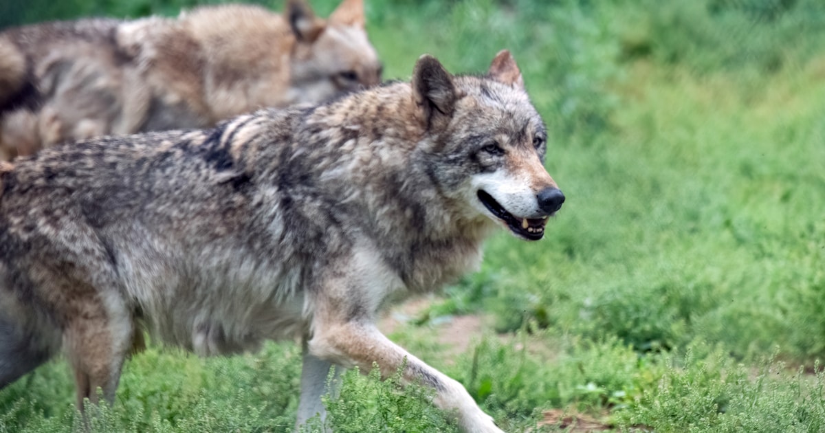 Achttien dode wolven gevonden in Italiaans nationaal park, mogelijk vergiftigd: ‘Verachtelijke daad’