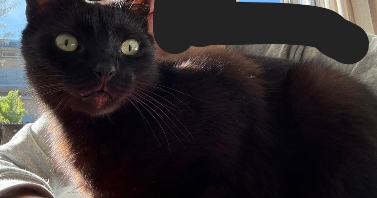 Heb jij Beau gezien? Dit huisdier wordt in Oisterwijk vermist
