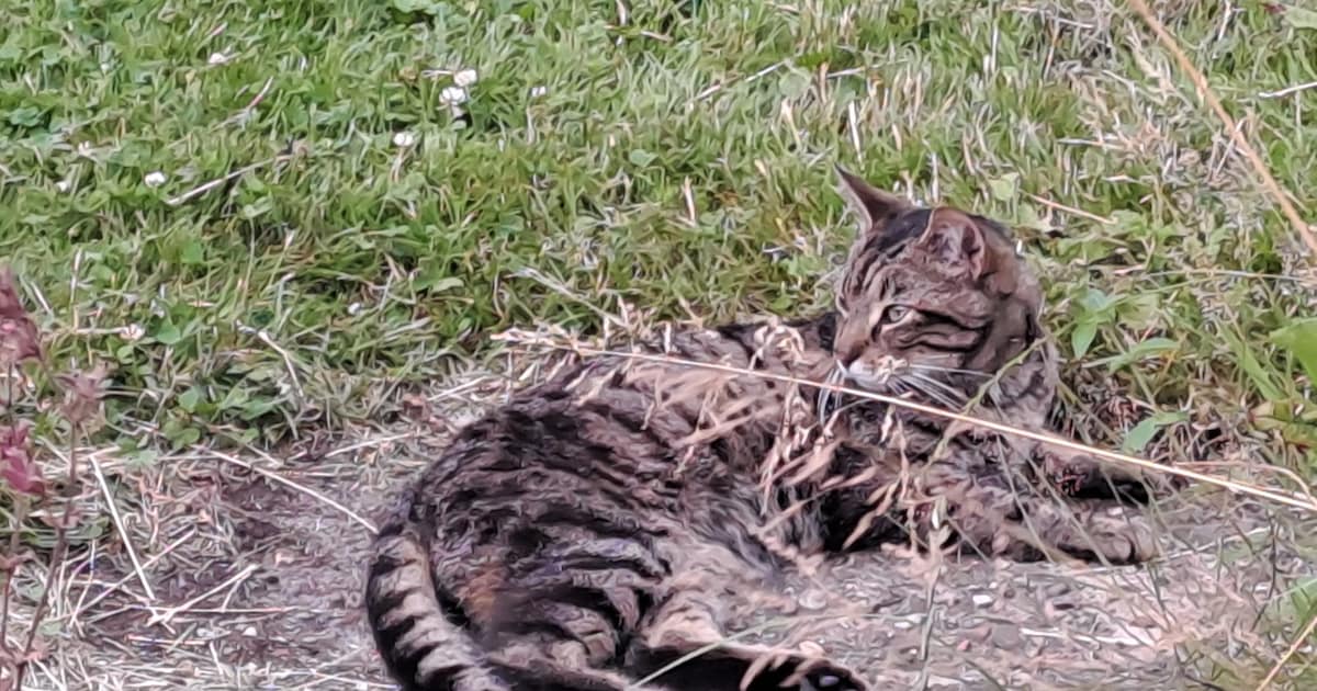 Heb jij Whiskey gezien? Dit huisdier wordt in Dantumadiel vermist