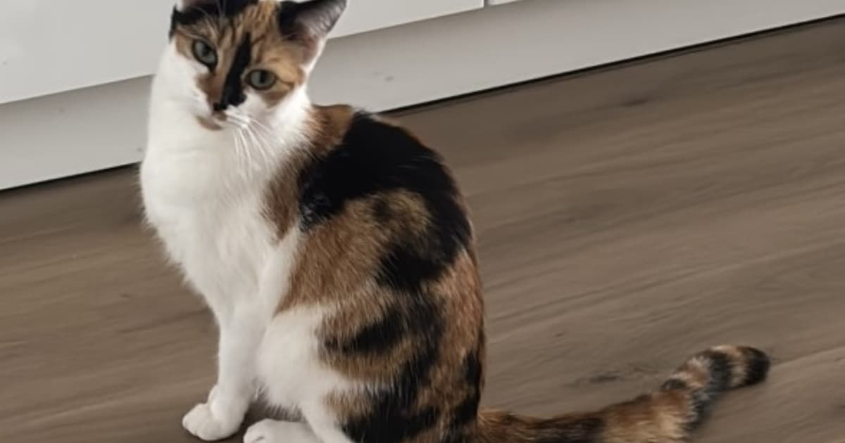 Heb jij Marley gezien? Dit huisdier wordt in Hattem vermist