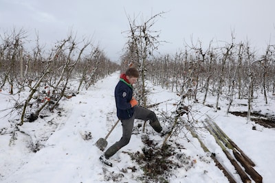 Duizenden bomen in Betuwe moeten de grond uit, om plaats te maken voor iets bijzonders: ‘Dit is een 