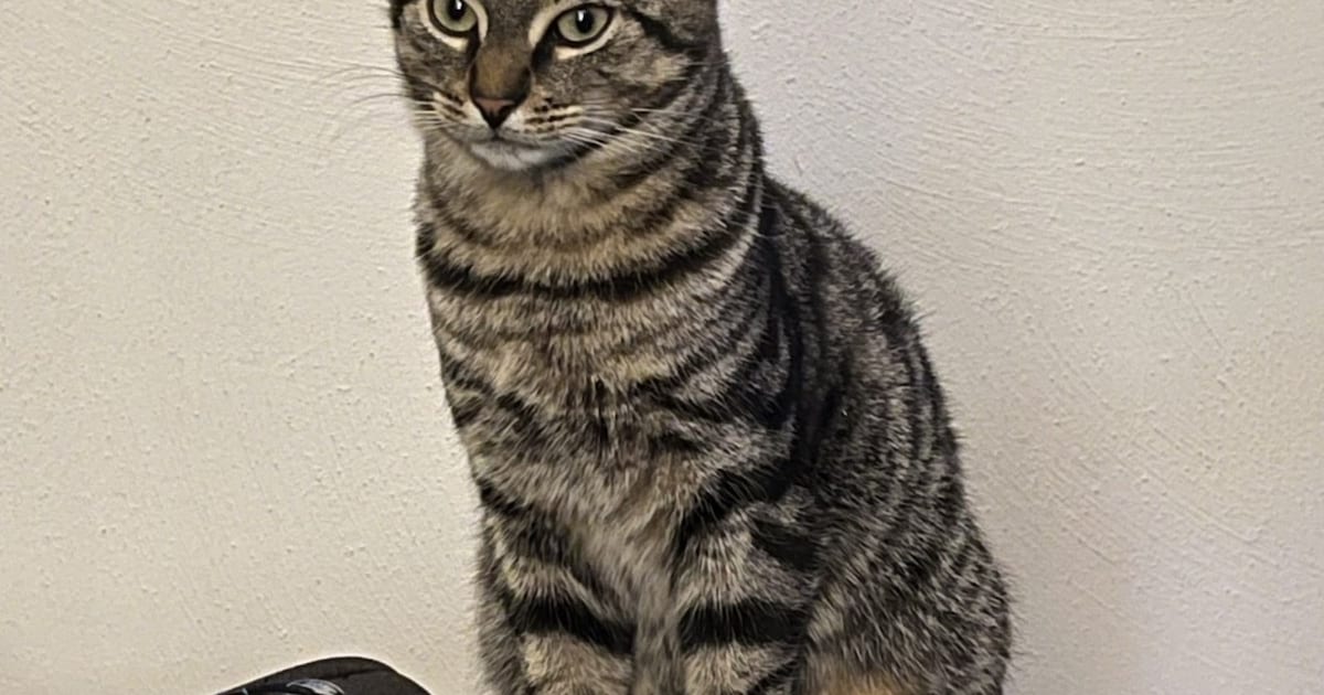 Heb jij Lizzy, Elin of Milo gezien? Deze drie huisdieren worden in Maashorst vermist