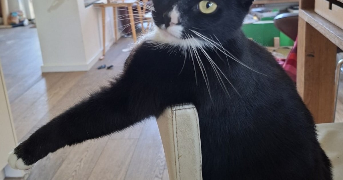 Heb jij Lio, Theo of Lena gezien? Deze zeven huisdieren worden in Leeuwarden vermist