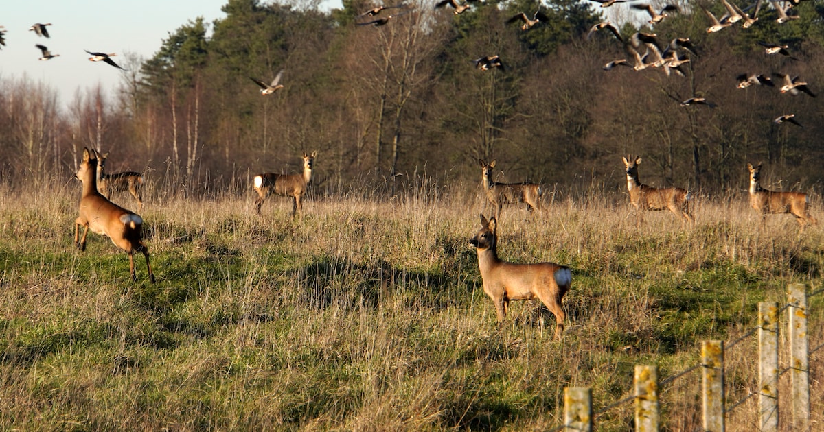 Natuurgids Paul Cosijn geeft lezing over wild spotten in Diever