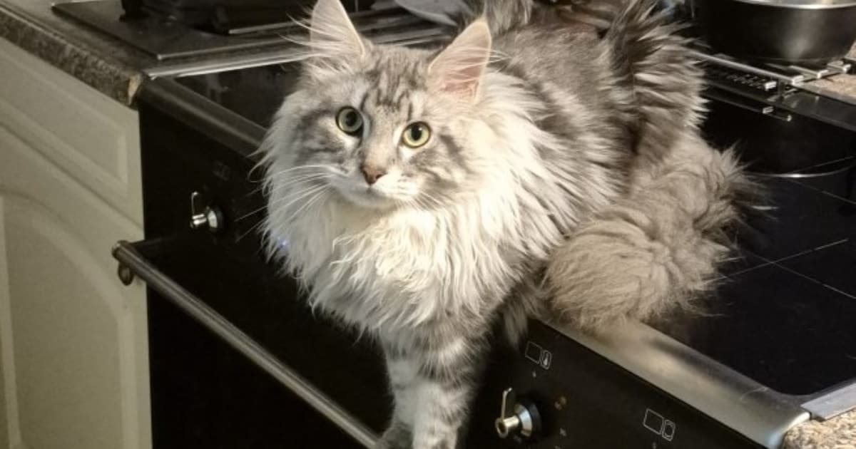 Heb jij Keesje, Koert of Olive gezien? Deze drie huisdieren worden in Medemblik vermist