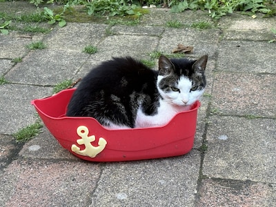 Have you seen Rupert, Loki or Tao? These nine pets are missing in Haarlem