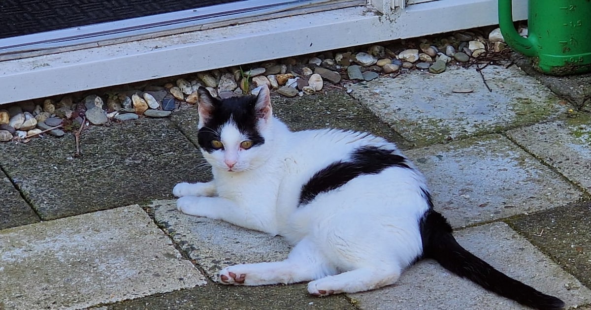 Heb jij Lou Lou, Gijs of Charlie gezien? Deze drie huisdieren worden in Nissewaard vermist